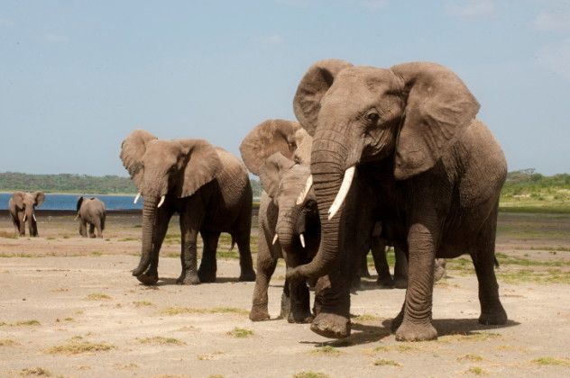 elephants