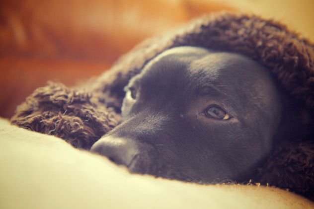 Blanket Dog