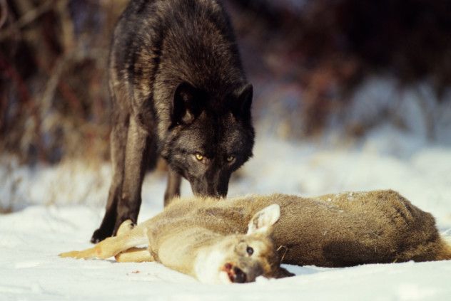 By the 1970s, gray wolves were considered too dangerous to be left unchecked and faced near extinction in North America. Since then, their numbers have started to recover, and their return to Yellowstone National Park has played a crucial role in restoring the ecosystem, especially in terms of providing a steady food source for scavengers during the colder months.