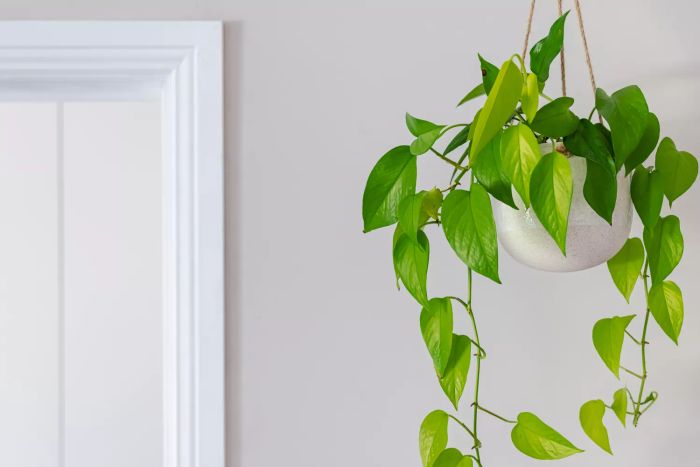 Devil's ivy golden pothos vine in a hanging pot near a doorway