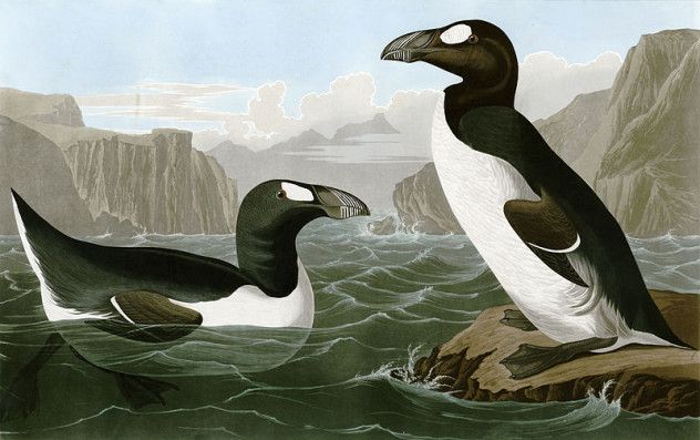 8 auk