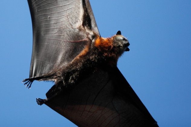 flying fox wings