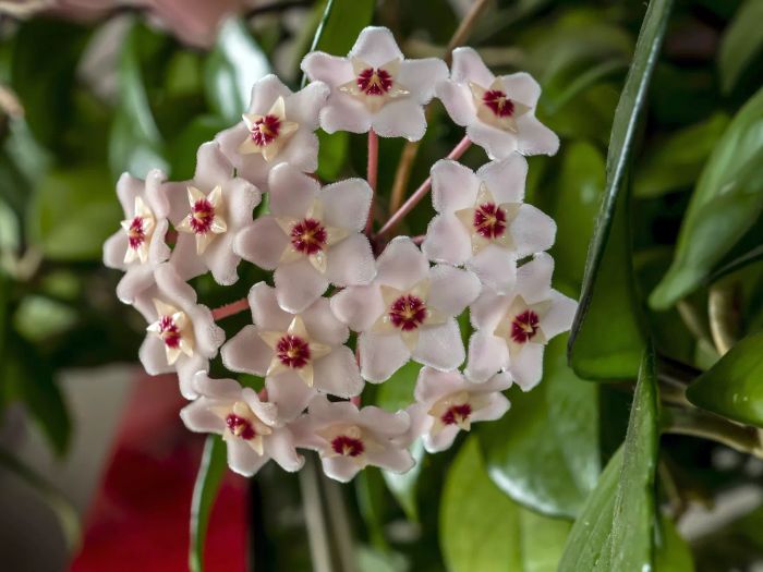 Safe Plant Option: Wax Plant