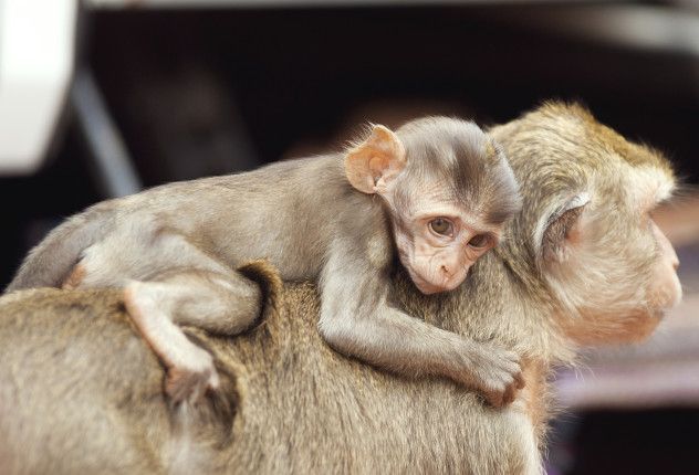 3. Oxytocin