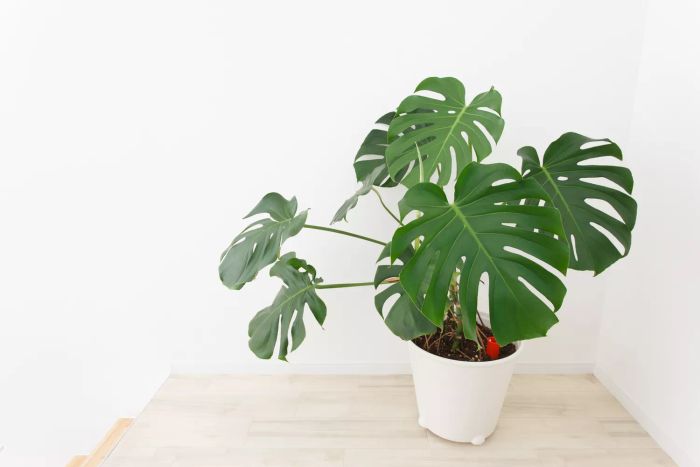A Monstera Deliciosa in a white pot placed against a white wall.