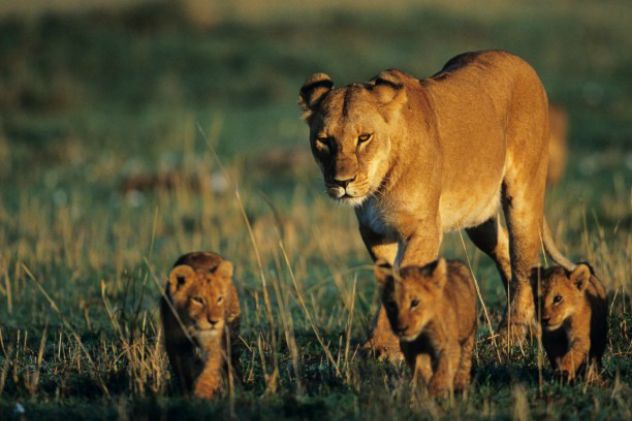 elsa_the_lion