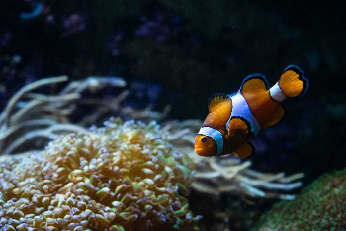 A clownfish, also known as anemonefish, is seen swimming in...