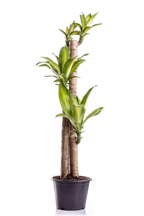 A dracaena corn plant in a sleek black pot against a clean white background.