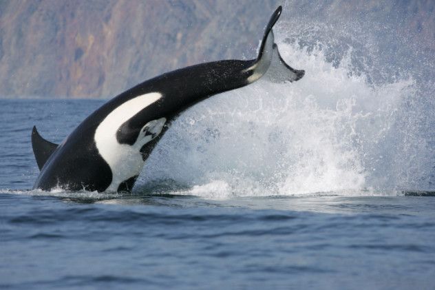 1. Orca