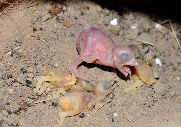 8_Honeyguide_beeeater_chicks