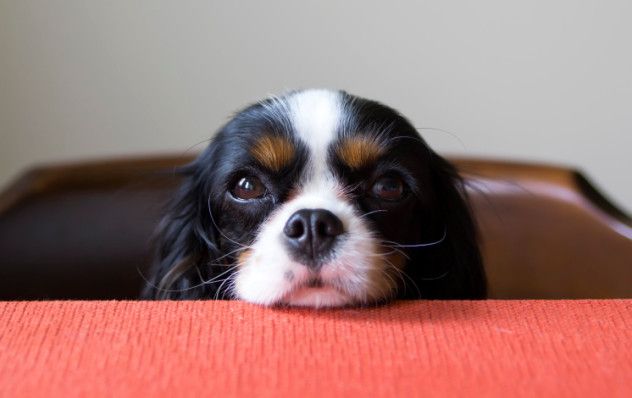the toe-biting spaniel