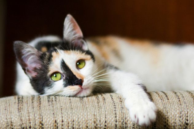 Cannibal Cat