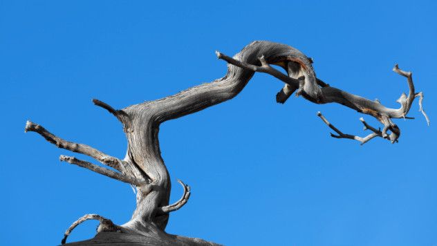 5. Tree Limb