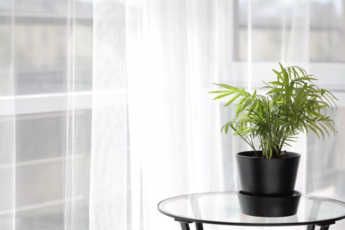Pet-Safe Plants, Parlor Palm