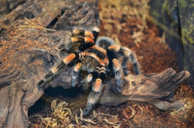 6. Spider