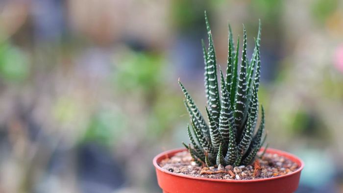 Pet-Friendly Plants: Haworthia