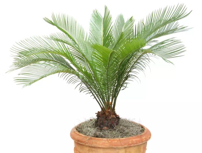 A Japanese sago palm placed in a decorative pot.