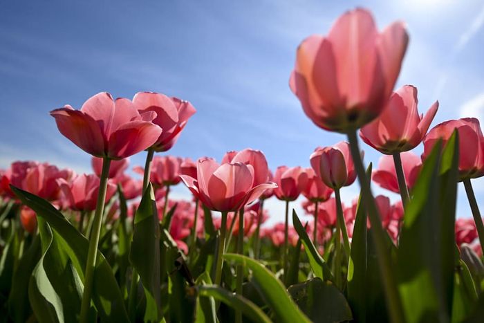 People visit tulip farms in New Jersey