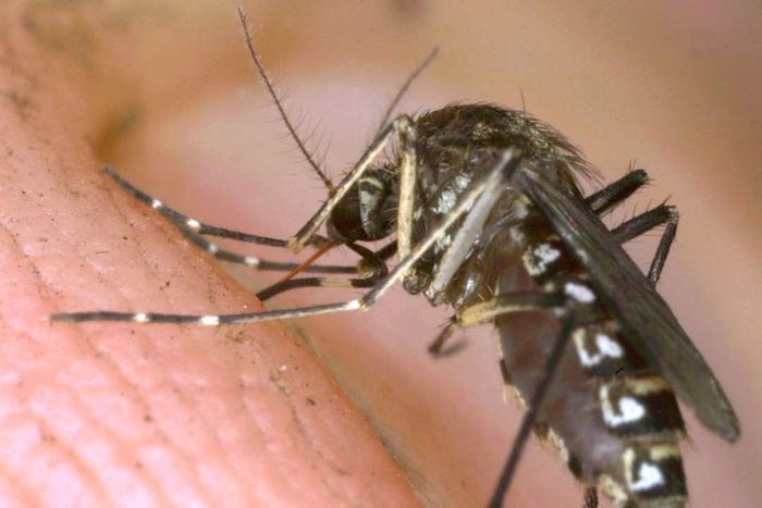 Close-Up Of Mosquitoes
