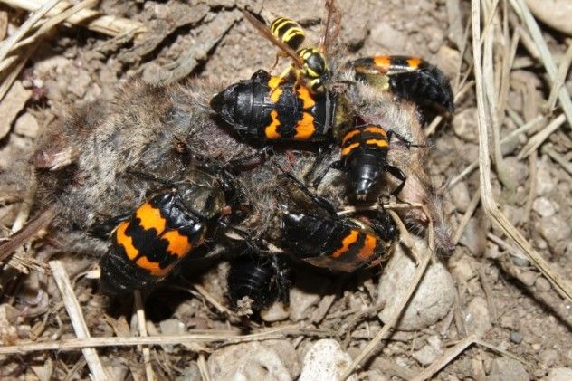 9. Carrion Beetles