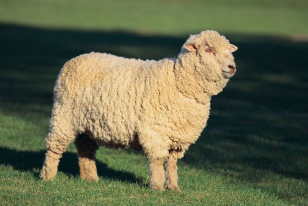 flying sheep