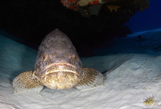 3. Grouper