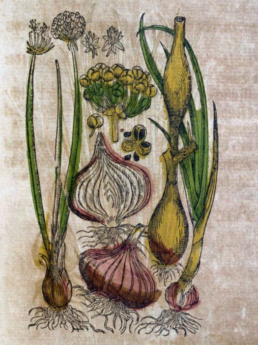 Vintage illustration of red onions