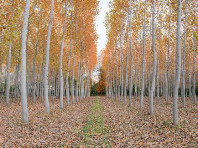 3. Poplar Trees