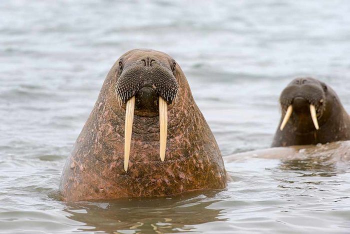 Walruses (Odobenus rosmarus) poking their heads out of the water...