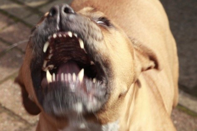 Vicious Pit Bull