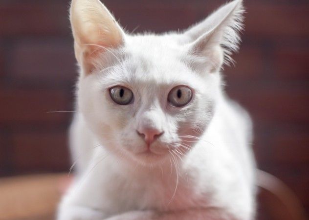 white kitty