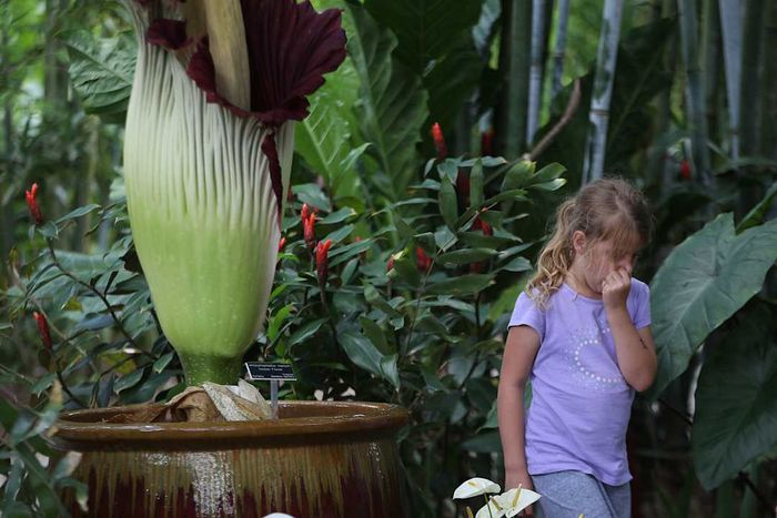 A Rare, Odorous 'Corpse Flower' Attracts Crowds To A Tropical Bamboo Nursery In Loxahatchee, Florida