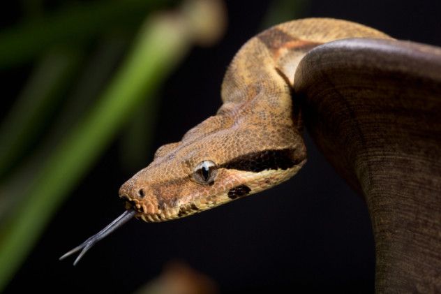 8. Snake