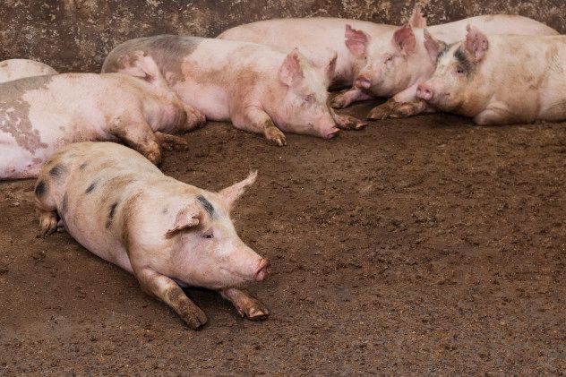 4 Pigs