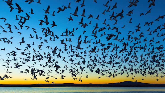 Snow geese, sandhill cranes, and ducks make their seasonal home at New Mexico's Bosque del Apache National Wildlife Refuge during the fall and winter months.