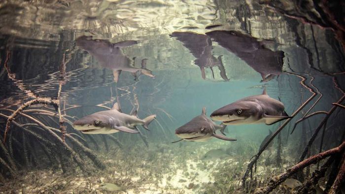 Young lemon sharks navigate through the mangrove roots.