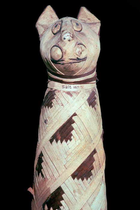 A cat mummy from ancient Egypt,