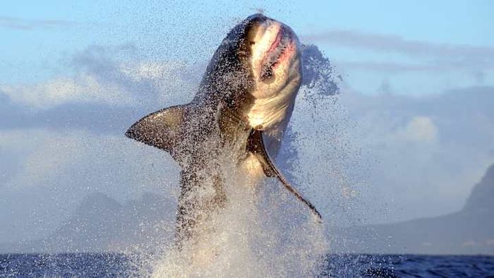 A great white shark leaps from the water at Seal Island, False Bay, South Africa.