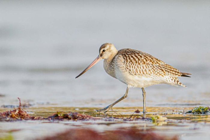 A bar-tailed godwit shorebird in a coastal wetland.