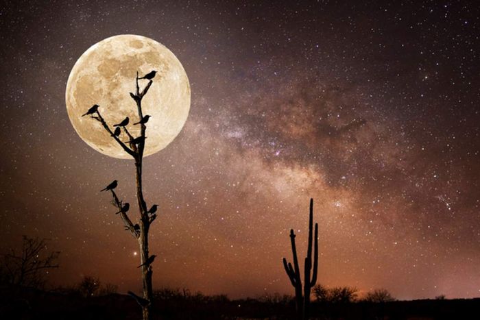 Birds perched on a barren tree at night, with the full moon and Milky Way in the sky.