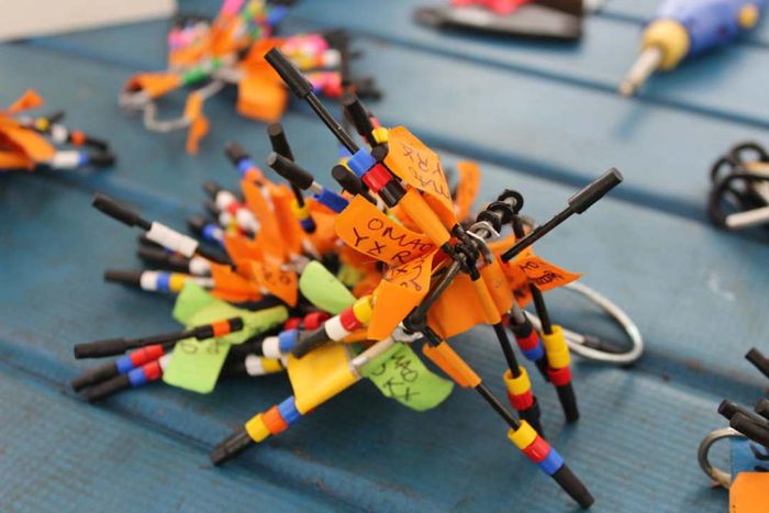 A variety of colorful bird bands laid out on a table.