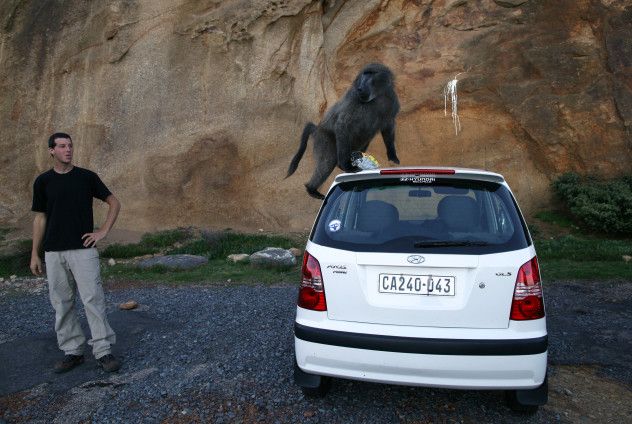 Rogue Baboons Become a Menace in South Africa