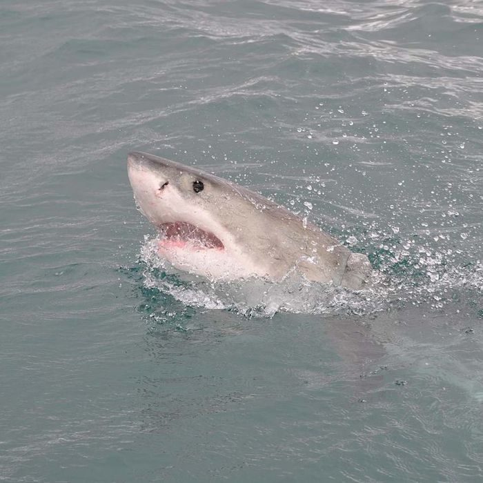 A great white shark demonstrates spy hopping.