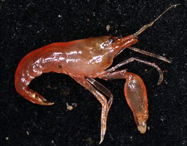 pistolshrimp