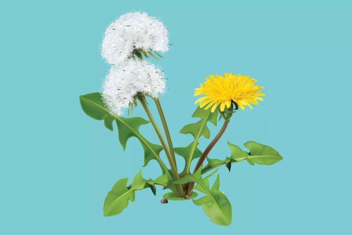 natural-weed-killers-GettyImages-484357890