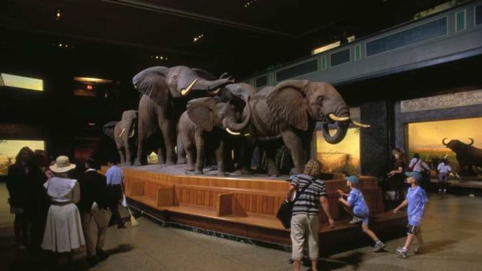 Visitors in The Akeley Hall of African Mammals at the American Museum of Natural History.