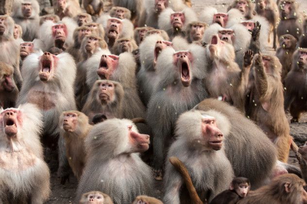 10 Feeding Time at the Zoo