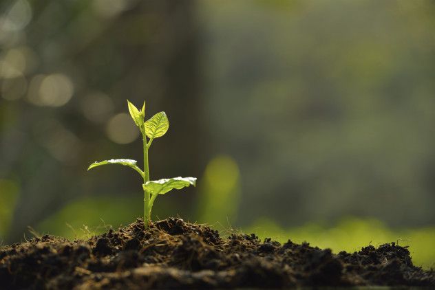 Seedling
