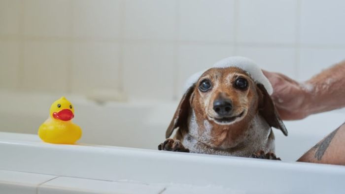 The more bubbles, the more enjoyment.