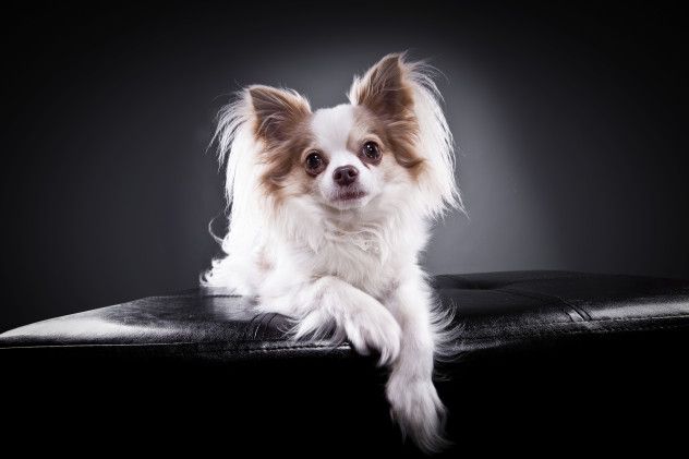Small dog